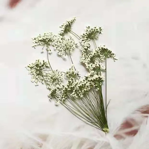 5-7cm/12pcs,Snow Tiny Flowers  - Craft Embellishment review and price