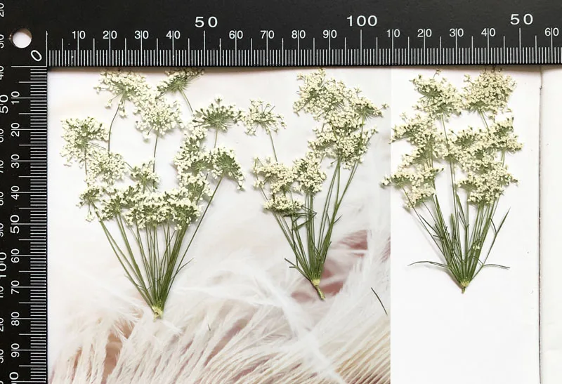 5-7cm/12pcs,Snow Tiny Flowers  - Craft Embellishment review and price